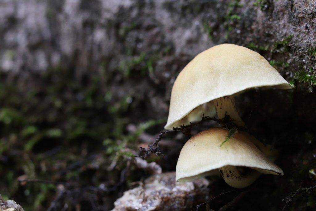 two white mushrooms